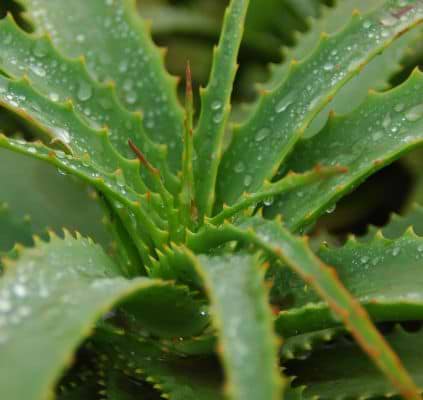 Mirakel ijsblokjes voor na een zonnige dag!