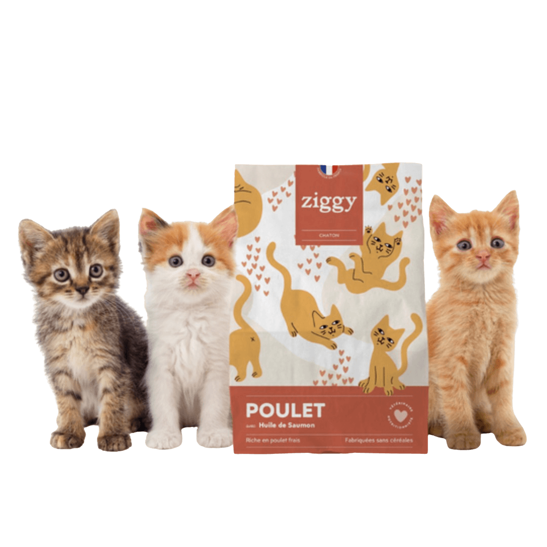 Chicken & Salmon Oil Grain-Free Kitten Kibble 3