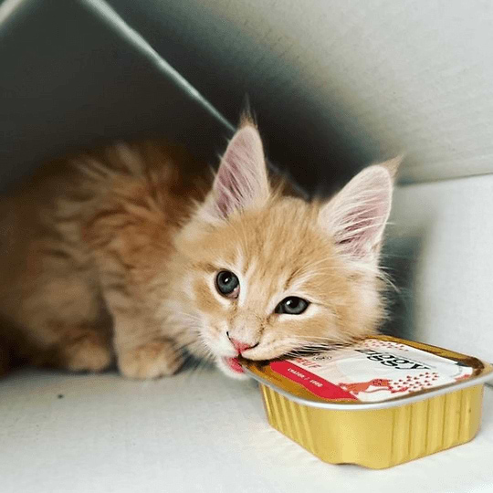 Kitten Beef Pâté Pack 2