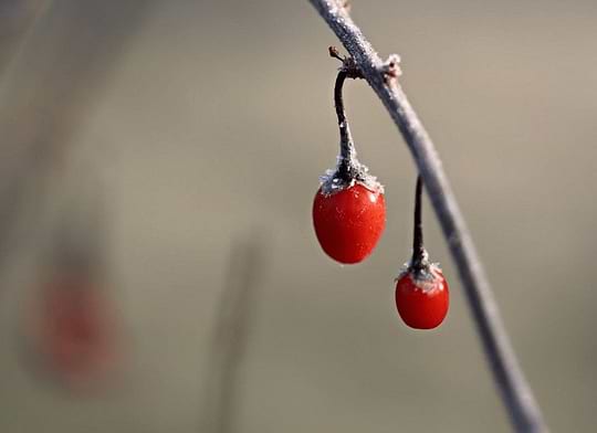 Les baies de goji et leurs bienfaitsimage