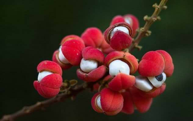 La guarana et ses bienfaits !