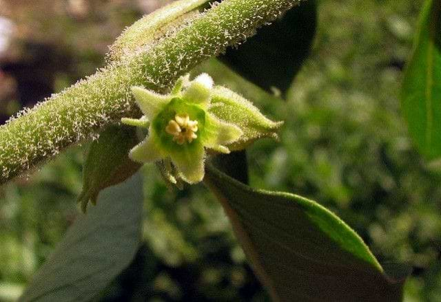 L'ashwagandha, tous ses bienfaits et comment la consommer ? 