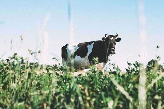 Quels sont les symptômes d’une intolérance au lactose ?