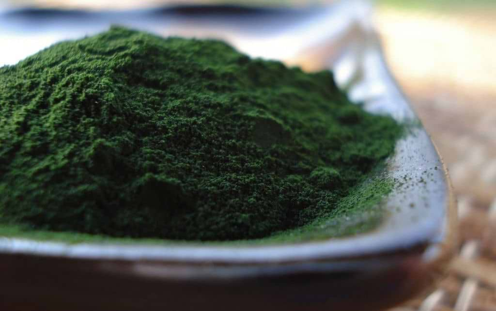 La chlorella: propriétés et utilisation