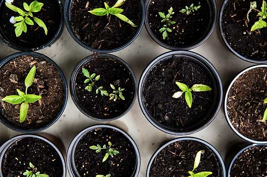 Cultivez vos légumes bio avec la Belle Potagèreimage