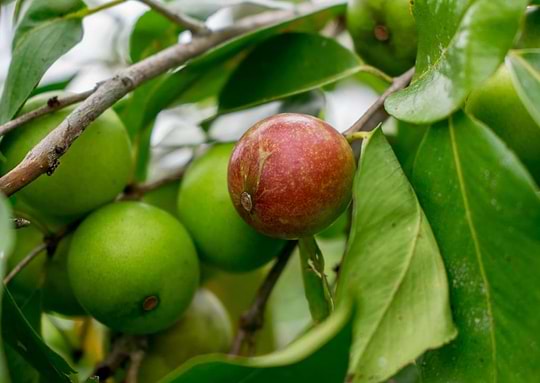 Tout savoir sur le camu camu image
