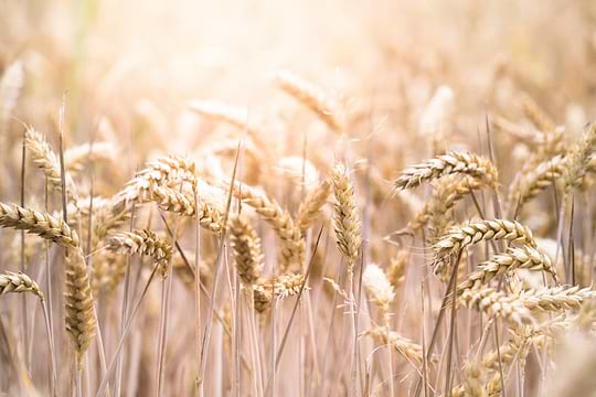 Suivre un régime sans gluten