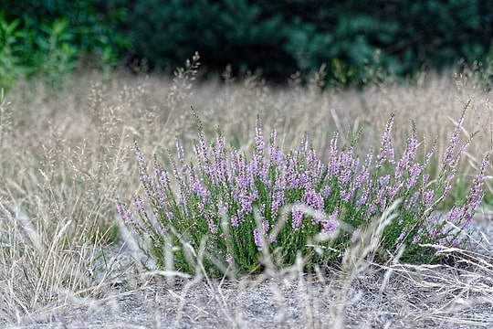 La tisane de fleurs de bruyère : remède miracle contre les cystites