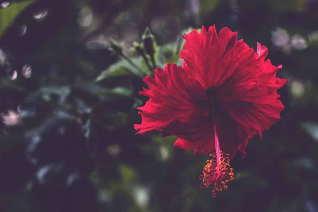 Focus op hibiscus