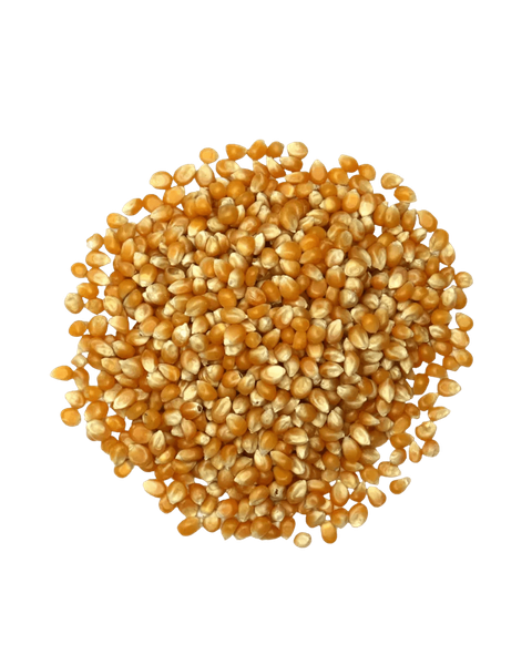 Popcorn corn