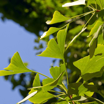 Gingko : découvrez les secrets de cet arbre millénaire