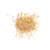 Sesamzaad In Bulk BIO