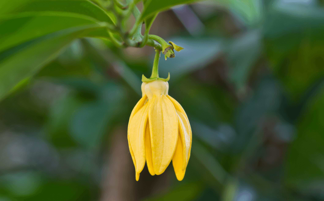 L'huile essentielle d'Ylang Ylang : l'essence de Sérénité