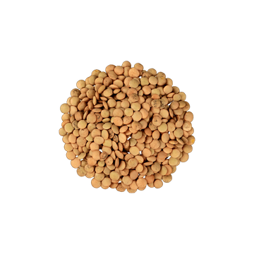 Brown Lentils In Bulk