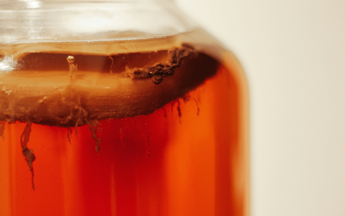 Comment faire une mère de kombucha ?