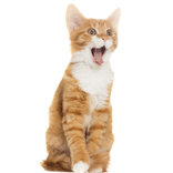 Cat Treat Dental Hygiene 1