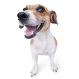 Friandise Pour Chien Hygiene bucco dentaire 1