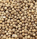 Sprouting Coriander Organic 1
