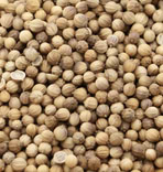 Sprouting Coriander Organic 1