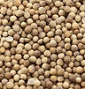 Sprouting Coriander Organic 1