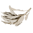 Sachet Sauge 1