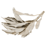 Sachet Sauge 1