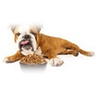 Croquettes Repas Complet Chien Moyenne Et Grande Race 1