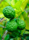 Essential Oil Bergamot & Citrus Organic 1