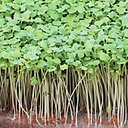 Arugula To Sprout 2