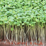 Arugula To Sprout 2
