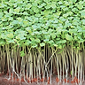Arugula To Sprout 2