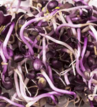 Radish Sprouts 2