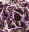 Radish Sprouts 2