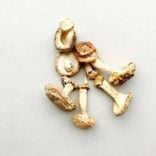 Shiitake 2