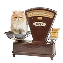 Sterilized Salmon Adult Cat Pâté Pack 2