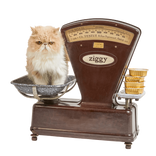 Sterilized Salmon Adult Cat Pâté Pack 2