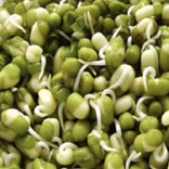 Kiemplantjes Groene Erwt 2