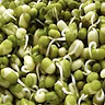 Pea Sprouts 2