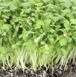 Sprouting Coriander Organic 2