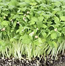 Sprouting Coriander Organic 2