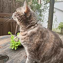 Ceramic Hemp Anti-tick Collar XS/S Cats 2