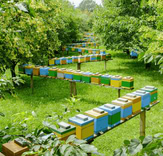 Wildflower Honey 1