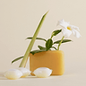 Vegetable Soap Laundry Pods 1