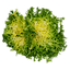 Salade Frisée (1 pièce) (FR)