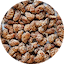Cashew Praliné Kokos in Bulk