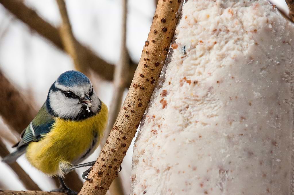 Bolletje plantaardig vet voor vogels