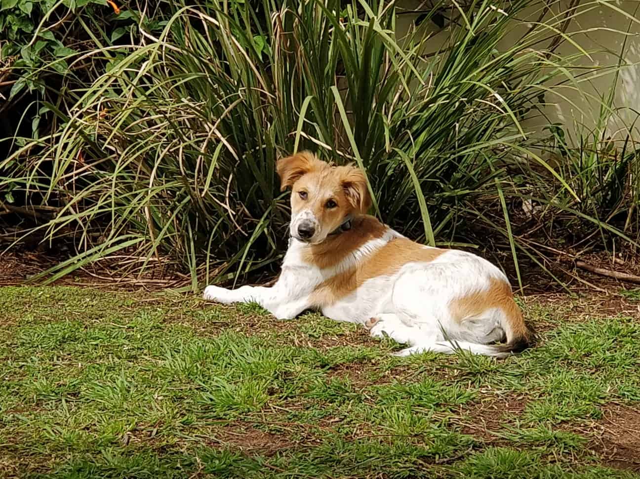 Dog Raising Pets Sustainably