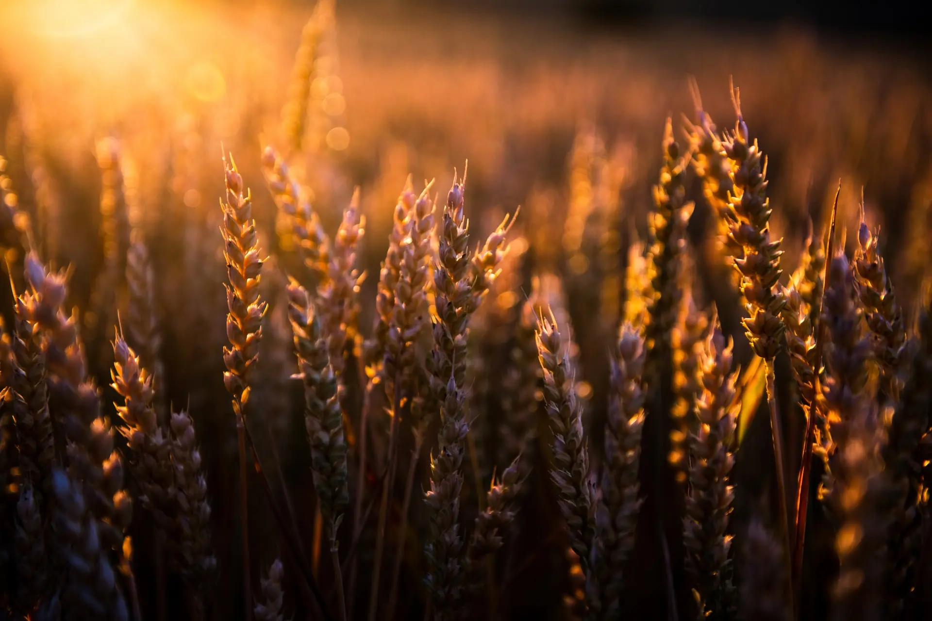 jacek-dylag-tThzcOnd93o-unsplash