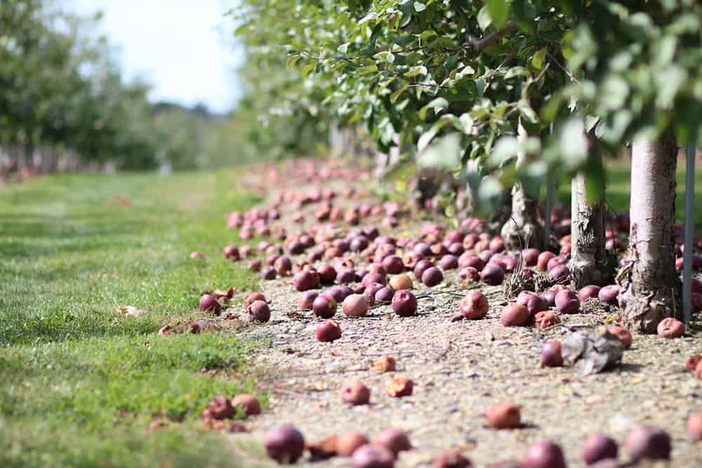 apples underneath a row of apple trees