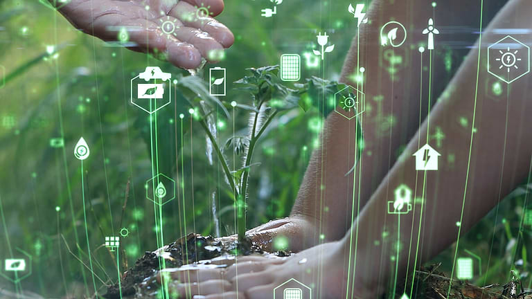 Hand planting a vegetable